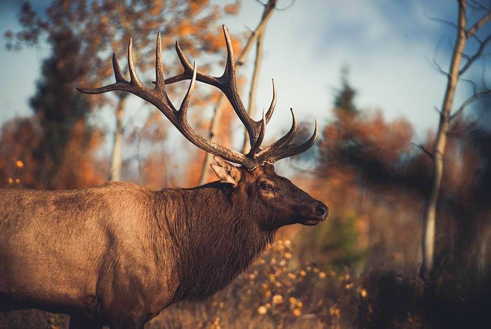 An elk bull, cervus canadensis, in the fall rutting season, Yukon Territory, Canada