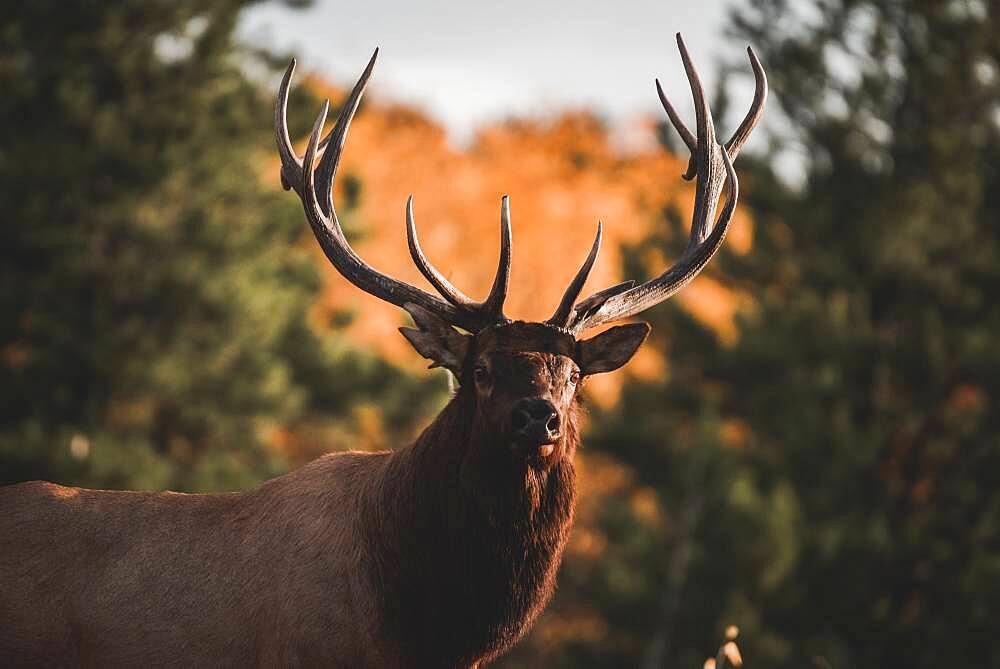 Massive elk bull (cervus canadensis) with a seven point rack in the autumn colored forest , Yukon Territory, Canada