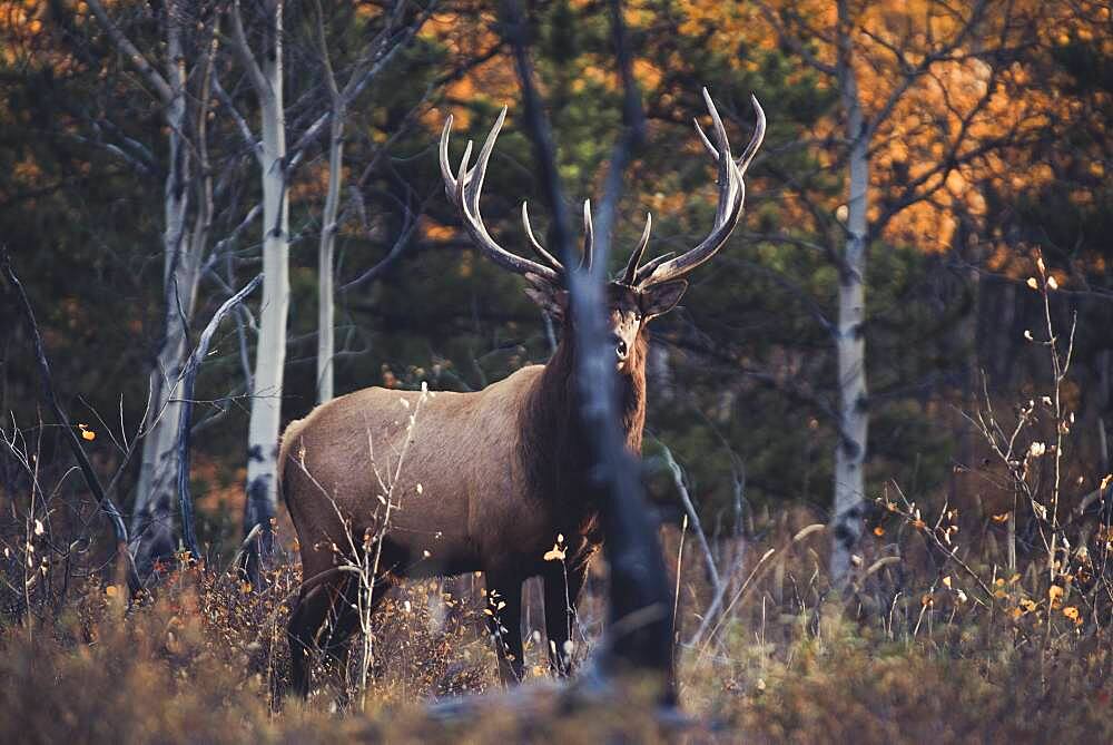 Elk bull (cervus canadensis) in forest, half covered  by a tree, Yukon Territory, Canada