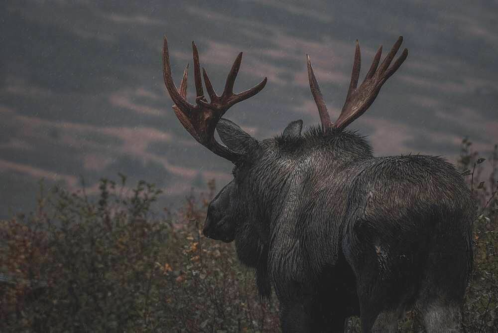 Alaskan bull moose (alces alces gigas) walks through the rain, Yukon Territory, Canada