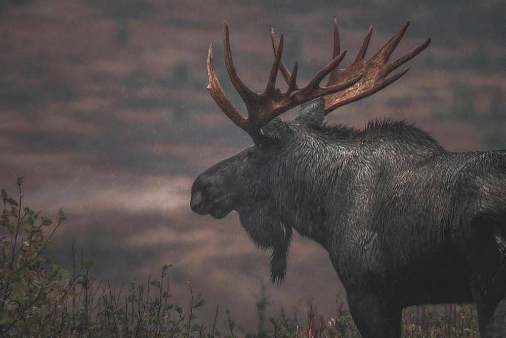 Alaskan bull moose (alces alces gigas) walks through the rain, Yukon Territory, Canada