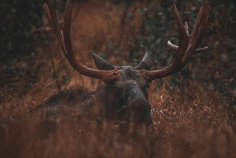 Alaskan bull moose (alces alces gigas) in Yukon Territory, Canada