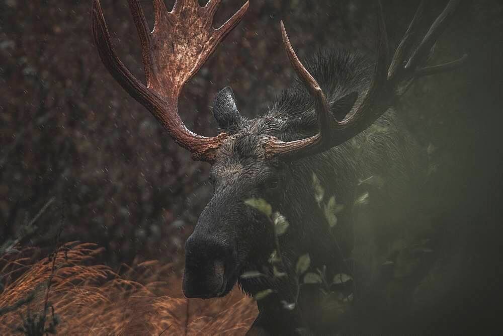 Alaskan bull moose (alces alces gigas) in Yukon Territory, Canada