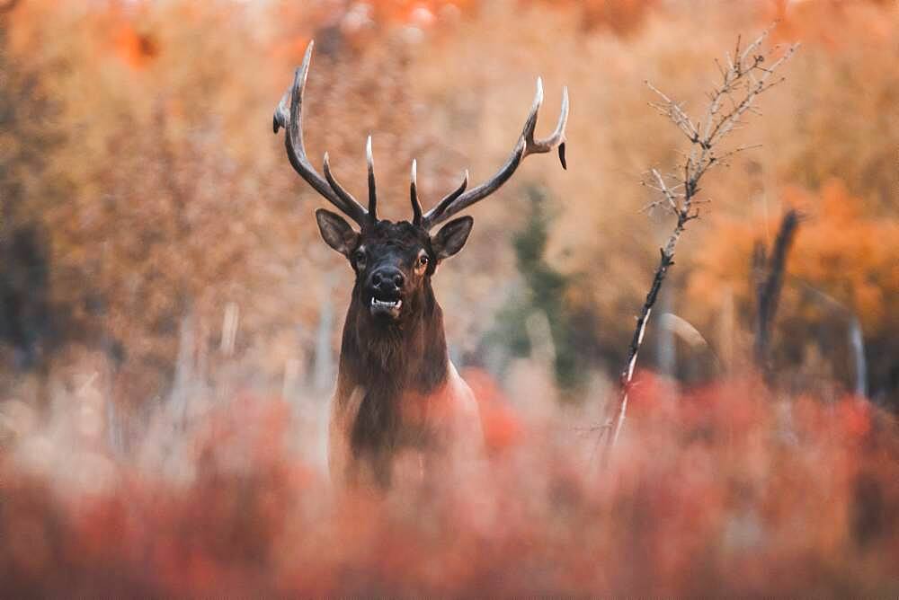 Elk bull (cervus canadensis) in fall, Yukon Territory, Canada