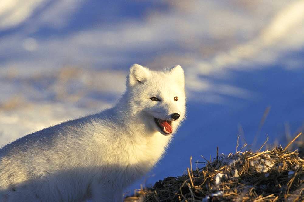 Arctic Fox (Alopex lagopus) near Churchill, Manitoba, Northern Canada