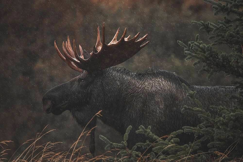 Alaskan bull moose (alces alces gigas) in Yukon Territory, Canada