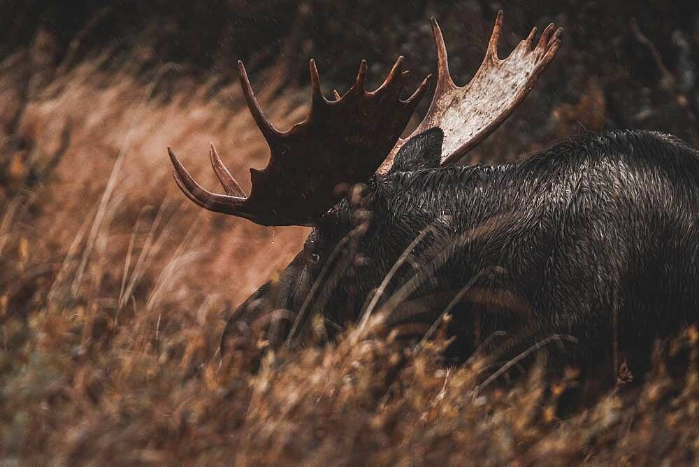 Alaskan bull moose (alces alces gigas) in Yukon Territory, Canada