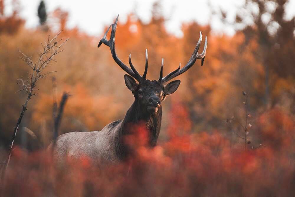 Elk bull (cervus canadensis) in fall, Yukon Territory, Canada