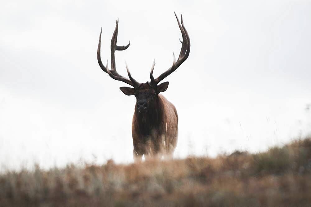 Elk bull (cervus canadensis) stands on hill top, Yukon Territory, Canada