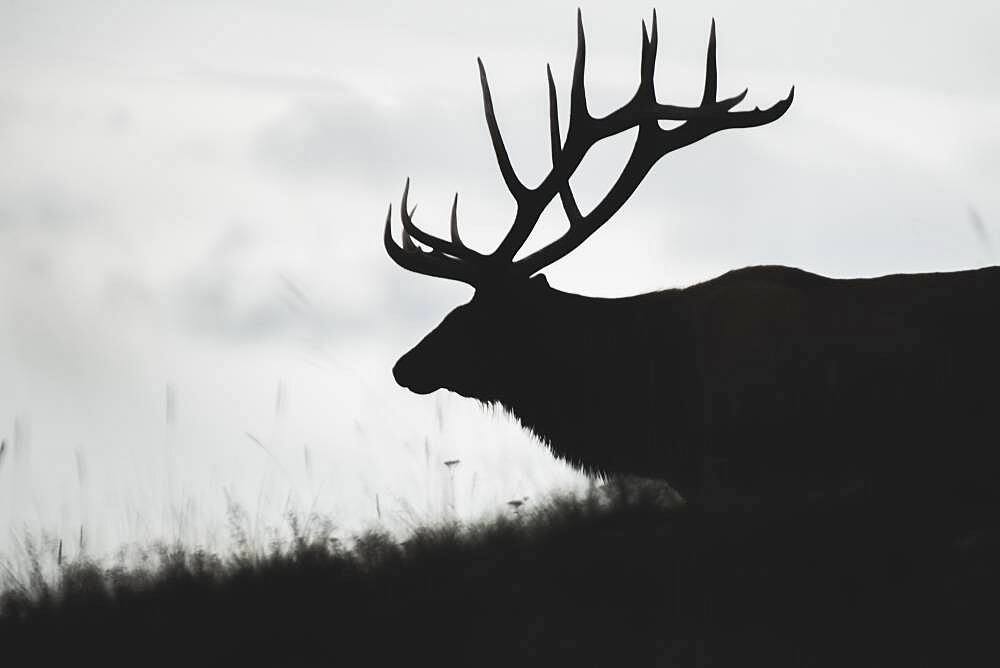 Silhouette of a big elk bull (cervus canadensis), Yukon Territory, Canada