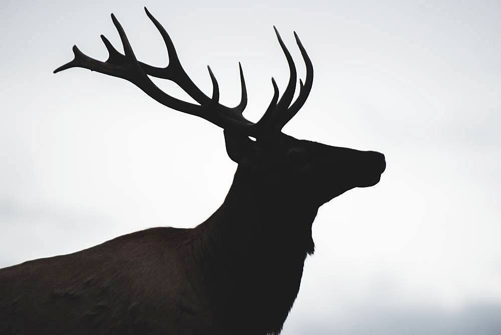 Silhouette of a young elk bull (cervus canadensis), Yukon Territory, Canada