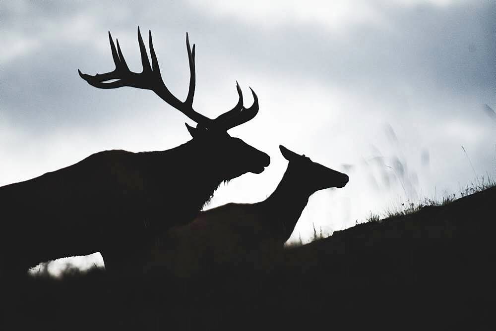 Silhouette of elk bull and elk cow (cervus canadensis) in the matting season, Yukon Territory, Canada