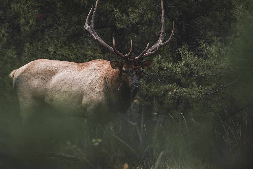 Massive elk bull (cervus canadensis) in the dark forest, Yukon Territory, Canada