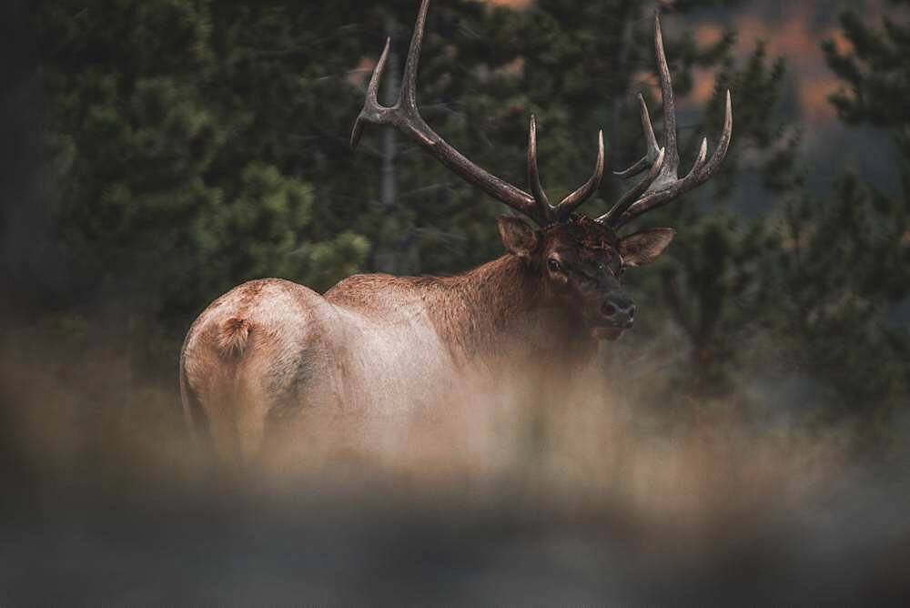 Massive elk bull (cervus canadensis) in the dark forest, Yukon Territory, Canada