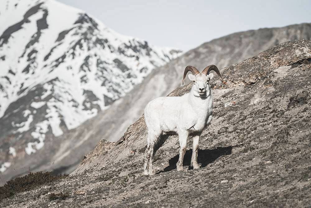 A male Dall Sheep in the Mountains of the Yukon Territory, Canada (Ovis dalli dalli). Yukon Territory, Canada