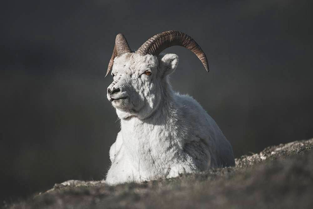 A male Dall Sheep in the Mountains of the Yukon Territory, Canada (Ovis dalli dalli). Yukon Territory, Canada