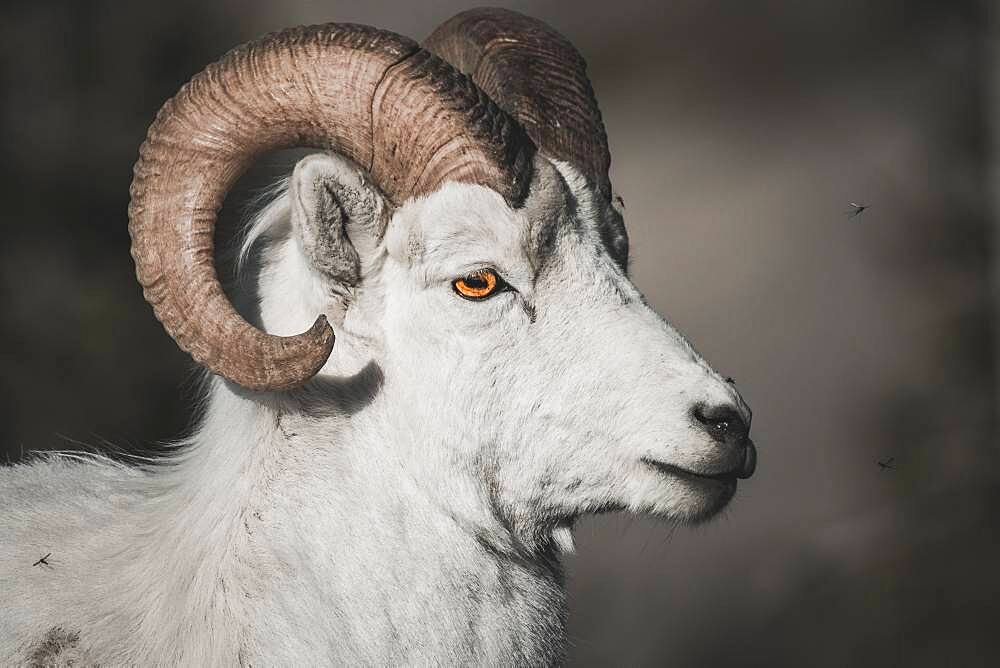 A male Dall Sheep in the Mountains of the Yukon Territory, Canada (Ovis dalli dalli). Yukon Territory, Canada