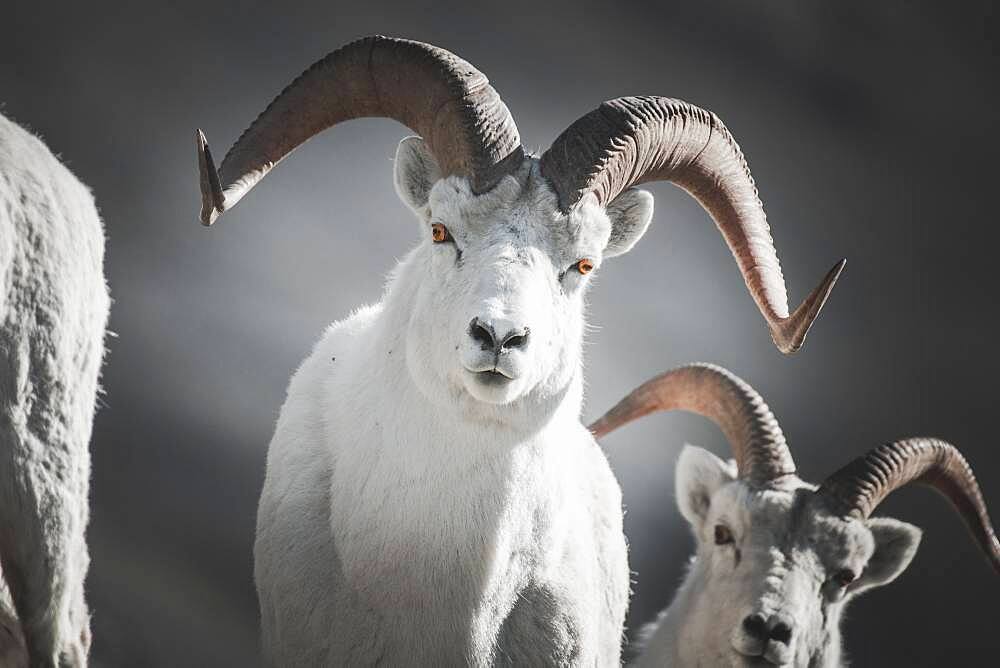 A male Dall Sheep in the Mountains of the Yukon Territory, Canada (Ovis dalli dalli). Yukon Territory, Canada