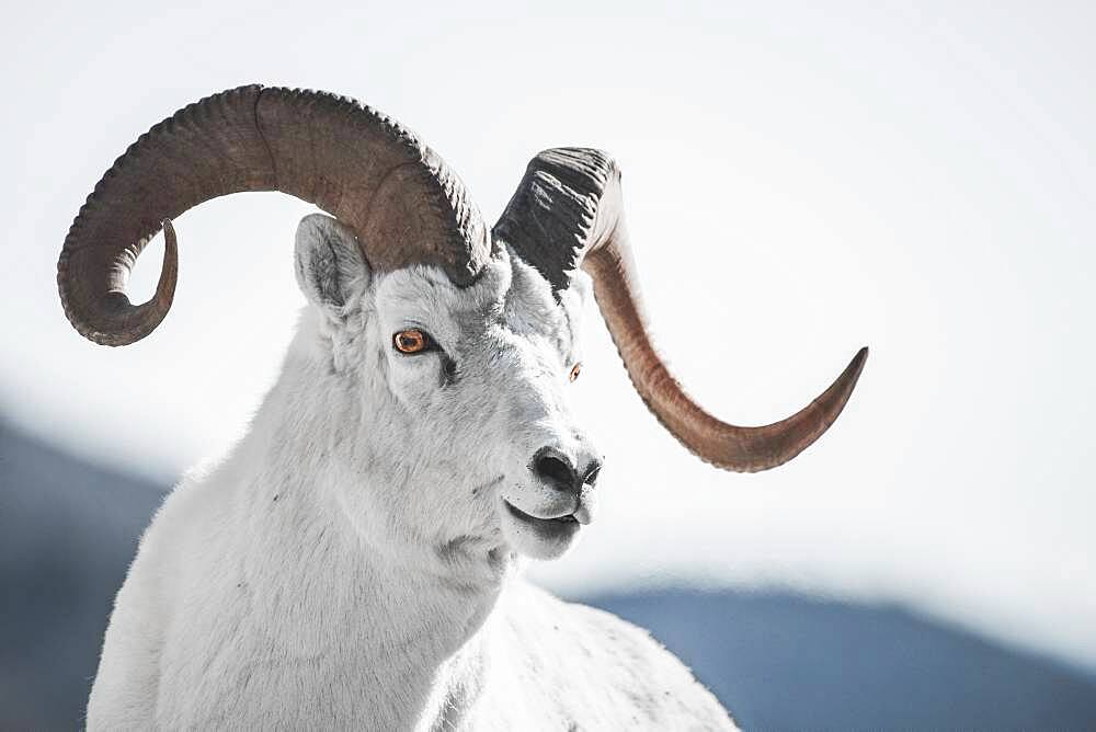 A male Dall Sheep in the Mountains of the Yukon Territory, Canada (Ovis dalli dalli). Yukon Territory, Canada