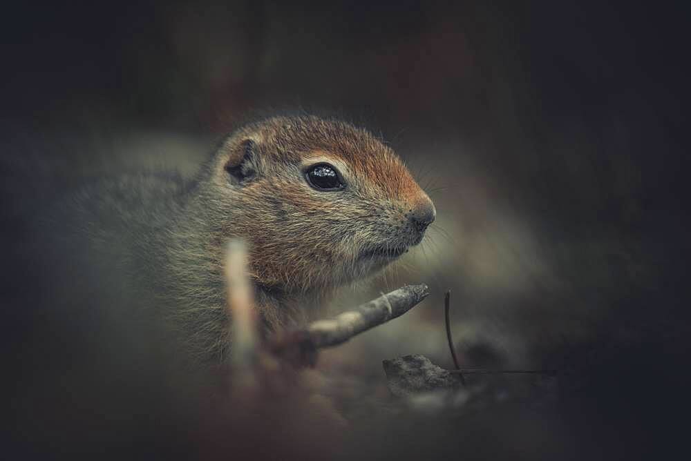 An Arctic Ground Squirrel Baby (Uroticellus parryii) sits and thinks. Yukon Territory, Canada