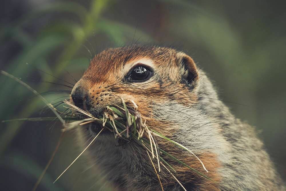 An Arctic Ground Squirrel (Uroticellus parryii) collects gras for it's nest. Yukon Territory, Canada