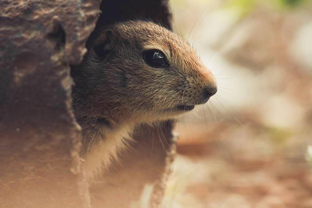 An Arctic Ground Squirrel Baby (Uroticellus parryii) looks out of a rusty pipe. Yukon Territory, Canada