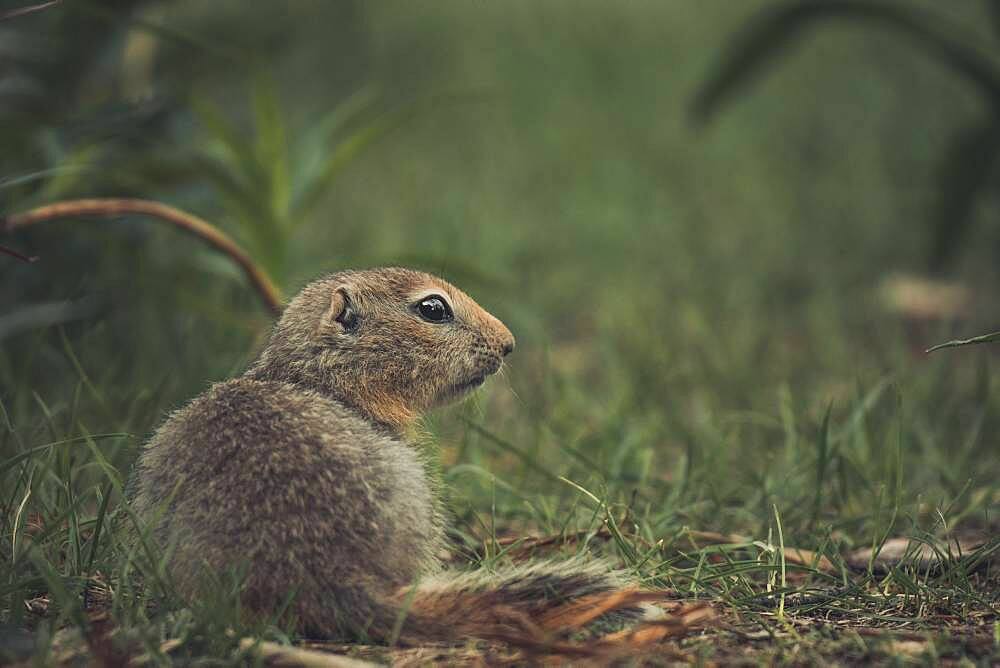 An Arctic Ground Squirrel Baby (Uroticellus parryii) sits in the gras. Yukon Territory, Canada