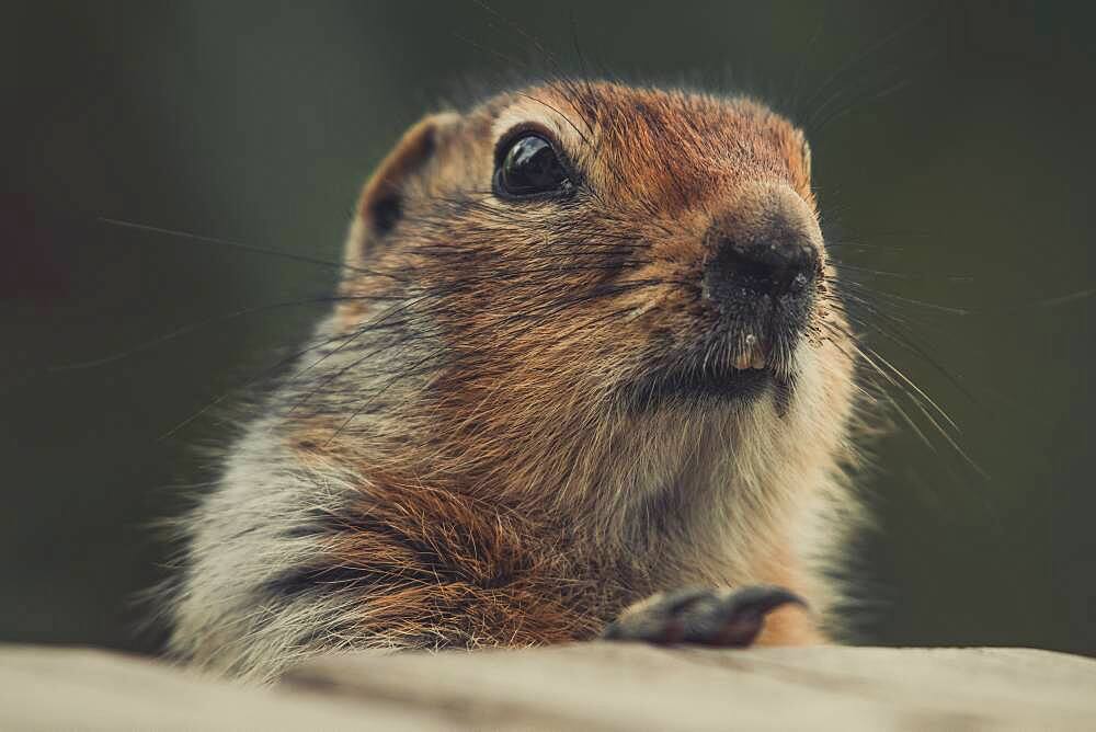 An Arctic Ground Squirrel (Uroticellus parryii) looks at the camera. Yukon Territory, Canada