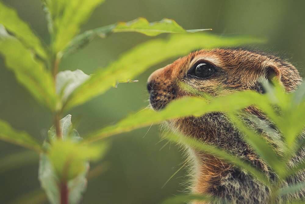 An Arctic Ground Squirrel (Uroticellus parryii) in the fireweed. Yukon Territory, Canada