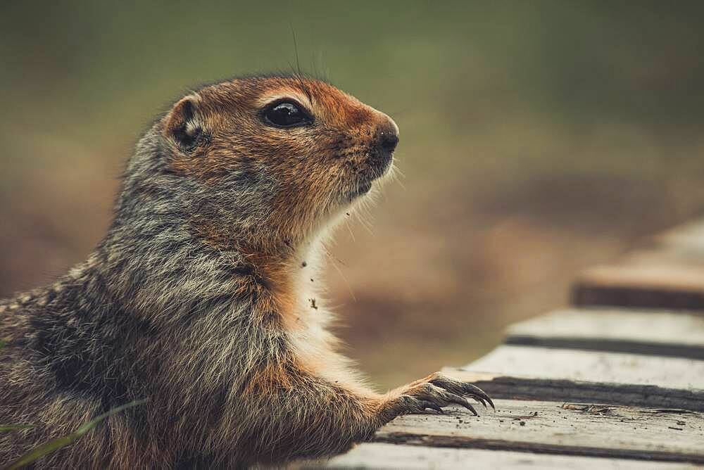 An Arctic Ground Squirrel (Uroticellus parryii) puts his paw on a wooden deck. Yukon Territory, Canada