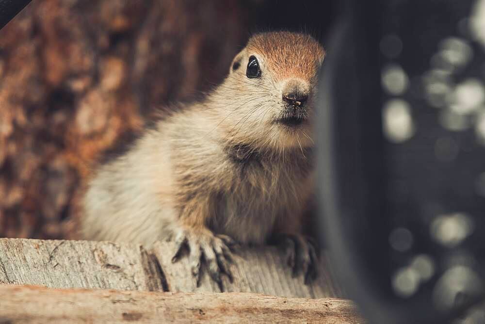 An Arctic Ground Squirrel Baby (Uroticellus parryii) sits on a piece of wood. Yukon Territory, Canada