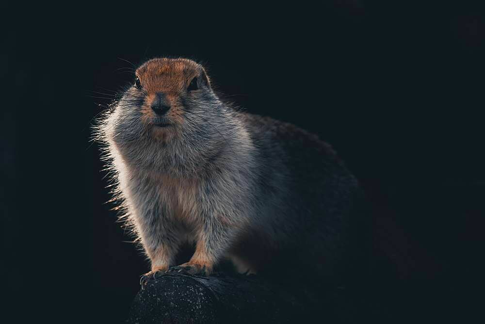 An arctic ground squirrel (Urocitellus parryii) sits on a log in his winter coat. Yukon Territory, Canada