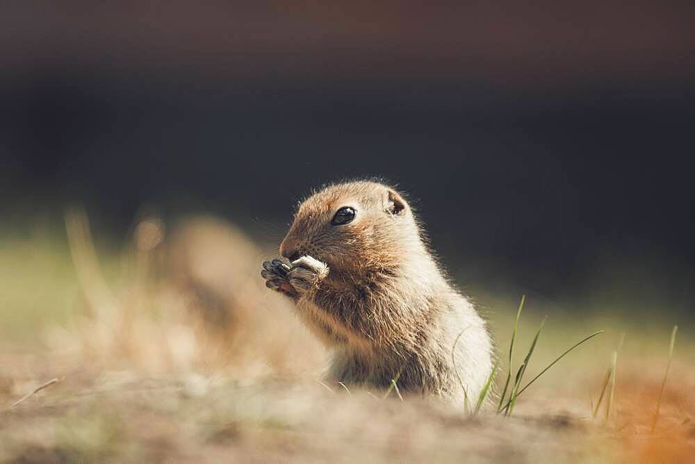 An Arctic Ground Squirrel Baby (Uroticellus parryii) nibbles on some gras. Yukon Territory, Canada