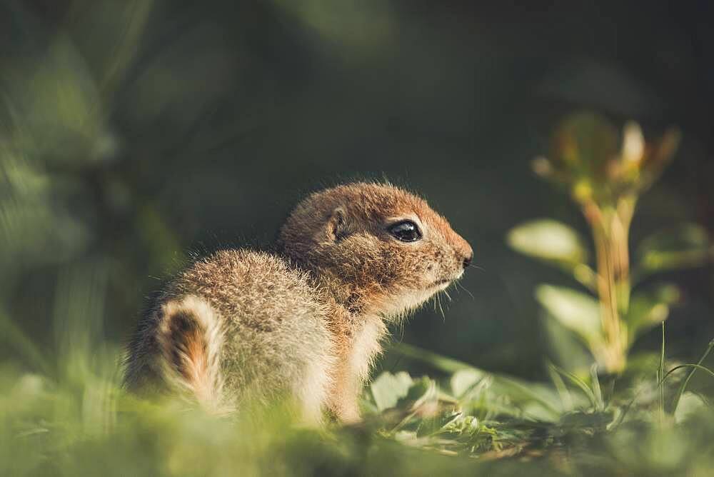 An Arctic Ground Squirrel Baby (Uroticellus parryii) sits in the golden light of the sunset. Yukon Territory, Canada