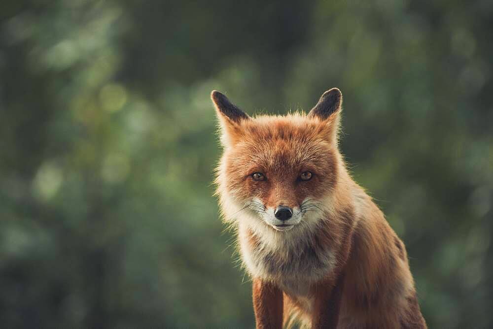 A red fox (Vulpus vulpus) stares right at the camera. Yukon Territory, Canada