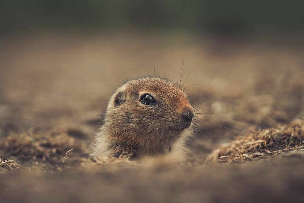 An Arctic Ground Squirrel (Uroticellus parryii) baby peeks out of it's den. Yukon Territory, Canada