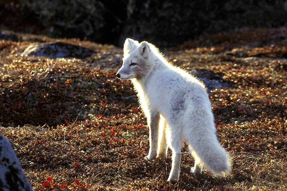 Arctic Fox (Alopex lagopus) fall tundra backlight near Churchill, Manitoba, Northern Canada