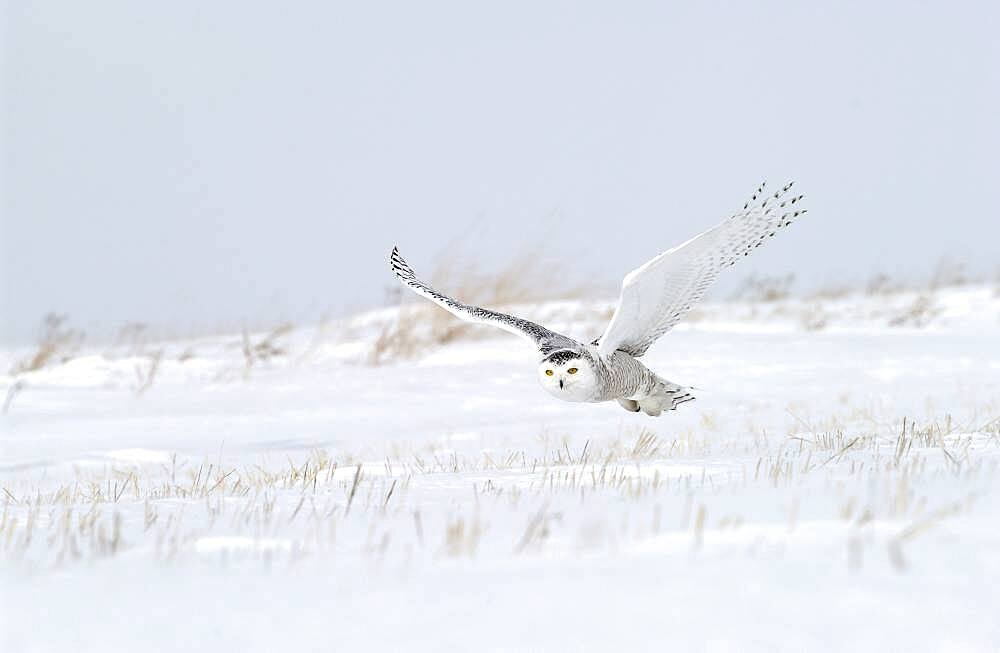 Snowy Owl (Nyctea scandiaca) adult female flying over snowy field near Oak Hammock Marsh, Winnipeg, Manitoba, Canada