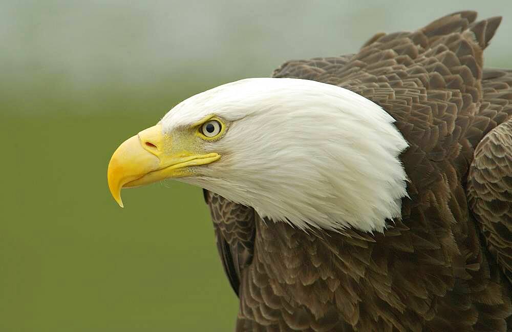 Adult Bald Eagle (Haliaeetus leucocephalus) portrait in Dutch Harbor, Alaska, Aleutian islands chain, Bering Sea, Unalaska