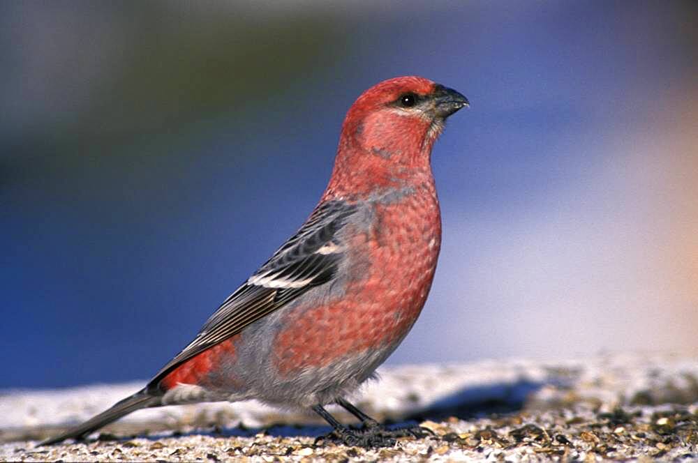 Male Pine Grosbeak ( Pinicola enucleator ) feeding on sunflower seeds at bird feeder