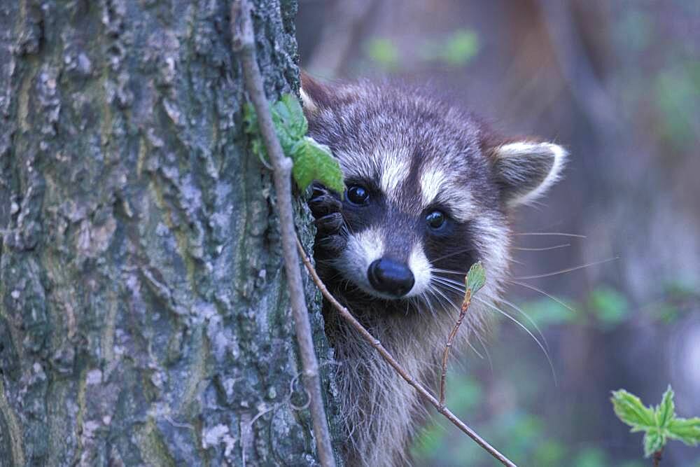 Common Raccoon ( Procyon lator ) clinging to tree peering sadly with suspicion at photographer Point Pelee Ontario Canada