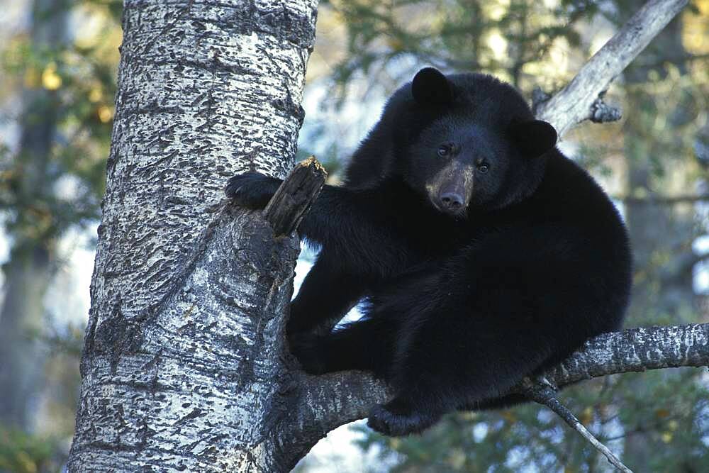 American Black Bear ( Ursus americanus ) fat for winter in aspen black poplar tree Eli Minnesota USA