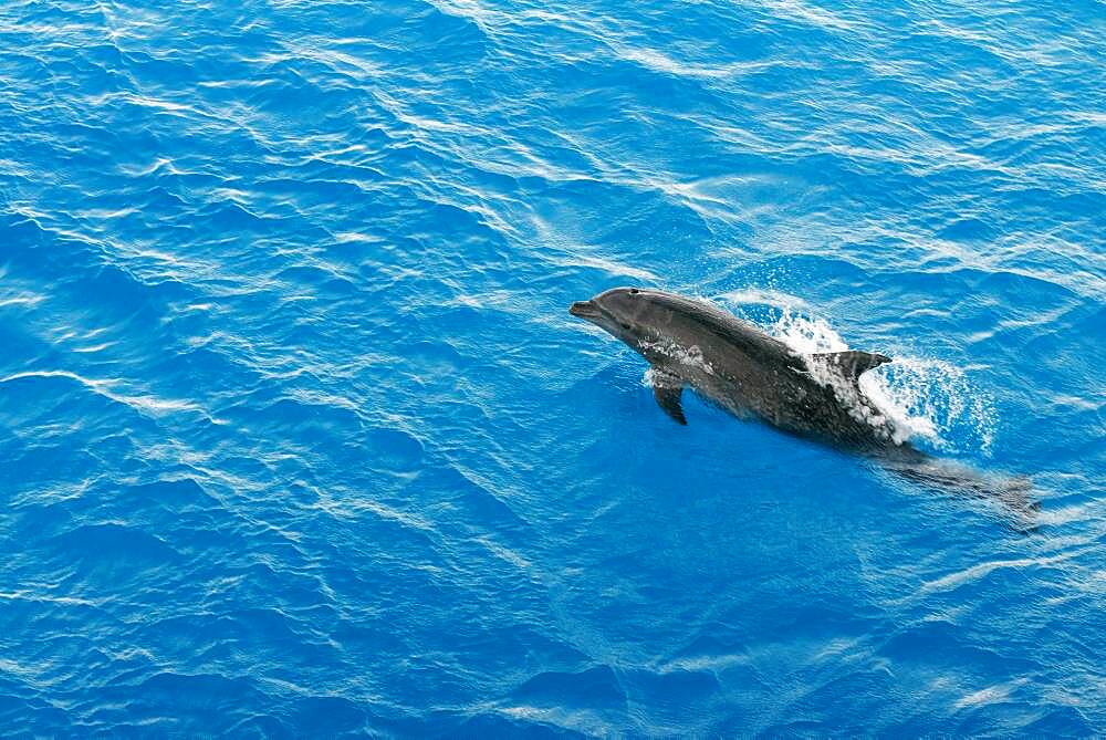 Bottlenose Dolphin (Tursiops truncatus) riding waves. Dolphins in Tuamotu islands, Rangiroa Atoll, cruise aboard the Paul Gauguin cruise, Society Islands, French Polynesia, South Pacific.