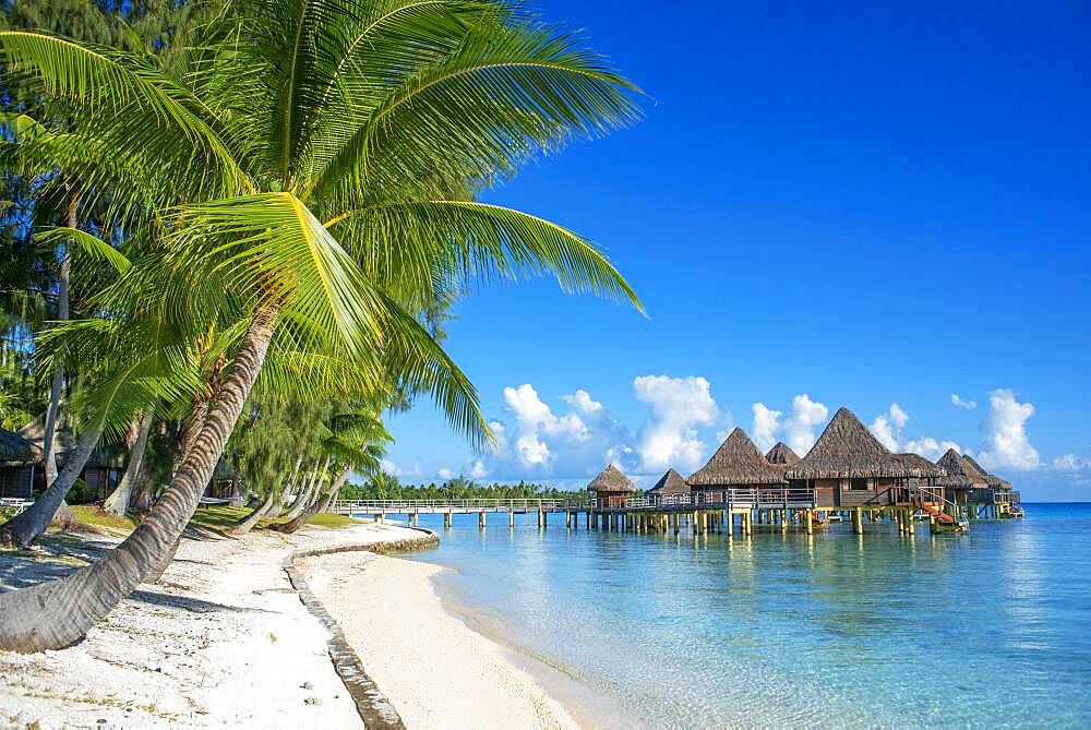 Palms and beach of the Luxury Hotel Kia Ora Resort & Spa on Rangiroa, Tuamotu Islands, French