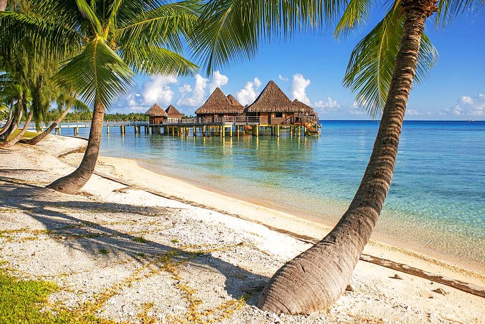 Palms and beach of the Luxury Hotel Kia Ora Resort & Spa on Rangiroa, Tuamotu Islands, French