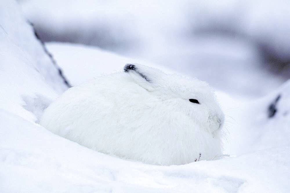 Adult Arctic Hare (Lepus arcticus) camouflage hiding in snow near Hudson Bay, Churchill area, Manitoba, Northern Canada