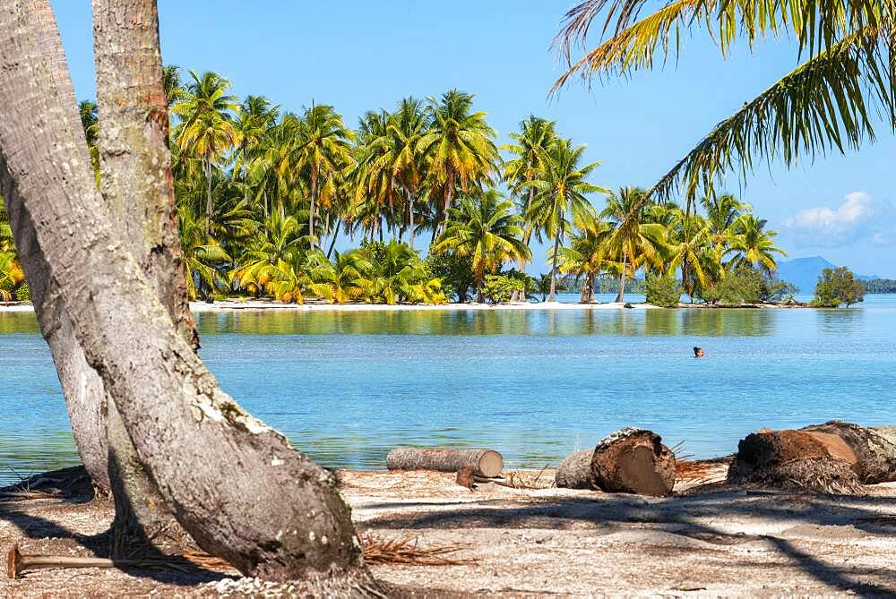 Island of Taha'a, French Polynesia. Motu Mahana palm trees at the beach, Taha'a, Society Islands, French Polynesia, South Pacific.