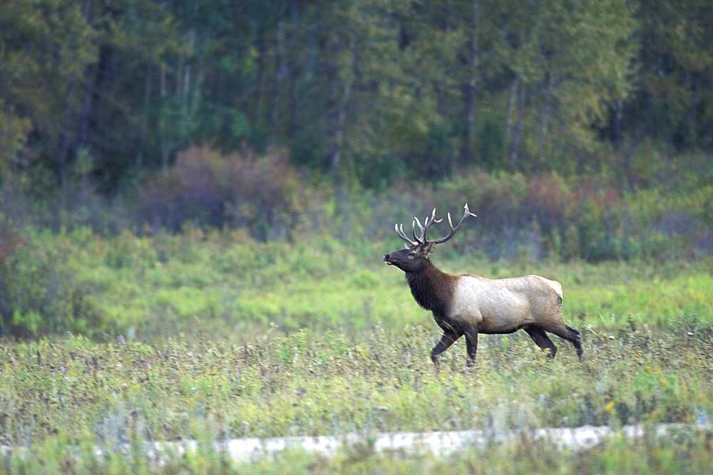 Adult bull Elk Wapitii ( Cervus elaphus ) trotting in prairie wooded landscape setting at Riding Mountain National Park Manitoba Canada