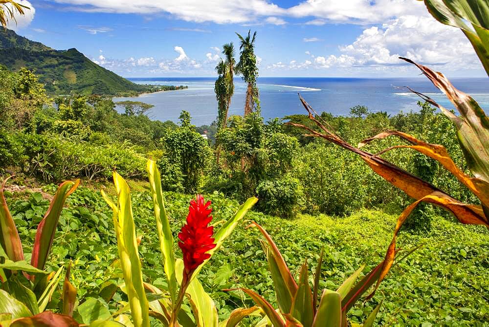 Red Tower Ginger; Spiral Ginger; Costus comosus in Moorea, French Polynesia, Society Islands, South Pacific.