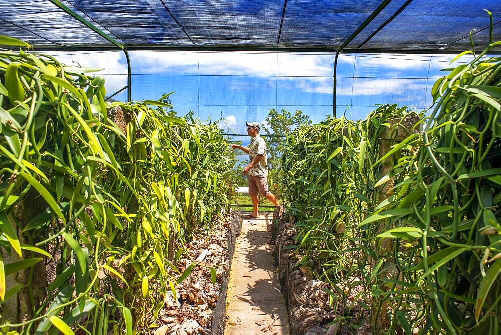 Moorea, French Polynesia, Society Islands, South Pacific. On a surface of about 280m² with vanilla plants grown on artificial guardians. This type of culture helps protect it from the assaults of the sun, birds and all kinds of pests